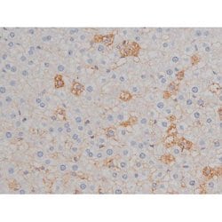 Invitrogen Phospho-HSP90 (Ser255) Polyclonal Antibody 100 &mu;L; Unconjugated:Antibodies,
