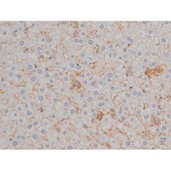 Invitrogen Phospho-HSP90 (Ser255) Polyclonal Antibody 100 &mu;L; Unconjugated:Antibodies,