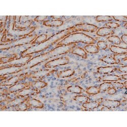 Invitrogen Phospho-HSP90 (Ser255) Polyclonal Antibody 100 &mu;L; Unconjugated:Antibodies,
