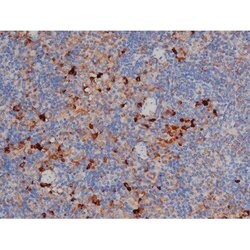 Invitrogen Phospho-HSP90 (Ser255) Polyclonal Antibody 100 &mu;L; Unconjugated:Antibodies,