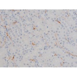 Invitrogen Phospho-HSP90 (Ser255) Polyclonal Antibody 100 &mu;L; Unconjugated:Antibodies,
