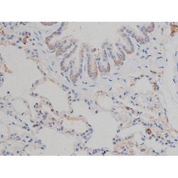 Invitrogen Phospho-HSP90 (Ser255) Polyclonal Antibody 100 &mu;L; Unconjugated:Antibodies,
