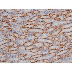 Invitrogen Phospho-HSP90 (Ser255) Polyclonal Antibody 100 &mu;L; Unconjugated:Antibodies,