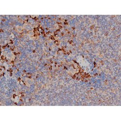 Invitrogen Phospho-HSP90 (Ser255) Polyclonal Antibody 100 &mu;L; Unconjugated:Antibodies,