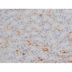 Invitrogen Phospho-HSP90 (Ser255) Polyclonal Antibody 100 &mu;L; Unconjugated:Antibodies,