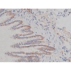 Invitrogen Phospho-HSP90 (Ser255) Polyclonal Antibody 100 &mu;L; Unconjugated:Antibodies,