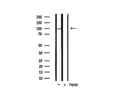 Invitrogen Phospho-HSP90 (Ser255) Polyclonal Antibody 100 &mu;L; Unconjugated:Antibodies,