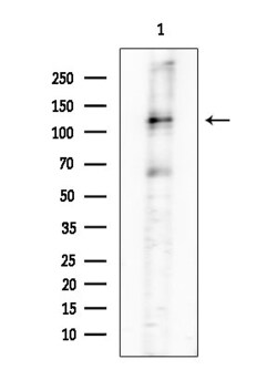Invitrogen Phospho-CD45 (Ser1009) Polyclonal Antibody 100 &mu;L; Unconjugated:Antibodies,