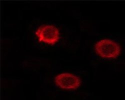 Invitrogen Phospho-CD45 (Ser1009) Polyclonal Antibody 100 &mu;L; Unconjugated:Antibodies,