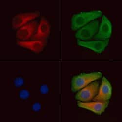 Invitrogen Phospho-PDGFRb (Tyr771) Polyclonal Antibody 100 &mu;L; Unconjugated:Antibodies,
