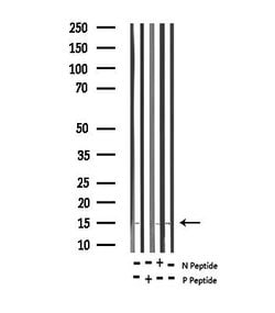 Invitrogen Phospho-Histone H2A (Thr121) Polyclonal Antibody 100 &mu;L;