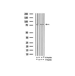 Invitrogen Phospho-Myb (Ser532) Polyclonal Antibody 100 &mu;L; Unconjugated:Antibodies,