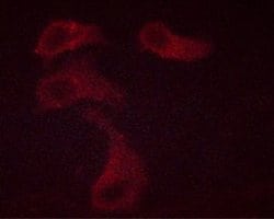 Invitrogen Phospho-BCL-2 (Thr69) Polyclonal Antibody 100 &mu;L; Unconjugated:Antibodies,
