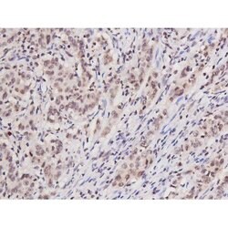Invitrogen Phospho-Tau (Ser235) Polyclonal Antibody 100 &mu;L | Buy Online | Invitrogen&trade; | Fisher Scientific