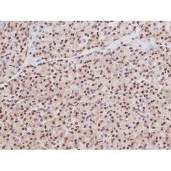 Invitrogen Phospho-Tau (Ser235) Polyclonal Antibody 100 &mu;L | Buy Online | Invitrogen&trade; | Fisher Scientific