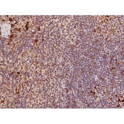 Invitrogen Phospho-Tau (Ser235) Polyclonal Antibody 100 &mu;L | Buy Online | Invitrogen&trade; | Fisher Scientific