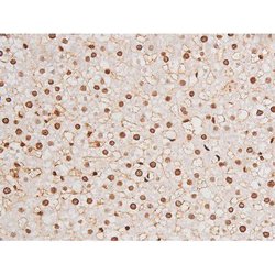 Invitrogen Phospho-Tau (Ser235) Polyclonal Antibody 100 &mu;L | Buy Online | Invitrogen&trade; | Fisher Scientific