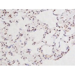 Invitrogen Phospho-Tau (Ser235) Polyclonal Antibody 100 &mu;L | Buy Online | Invitrogen&trade; | Fisher Scientific