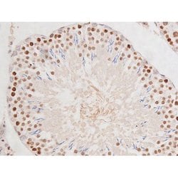 Invitrogen Phospho-Tau (Ser235) Polyclonal Antibody 100 &mu;L | Buy Online | Invitrogen&trade; | Fisher Scientific