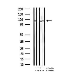 Invitrogen Phospho-Tau (Ser235) Polyclonal Antibody 100 &mu;L | Buy Online | Invitrogen&trade; | Fisher Scientific