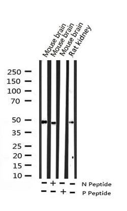 Invitrogen Phospho-SRF (Ser103) Polyclonal Antibody 100 &mu;L; Unconjugated:Antibodies,
