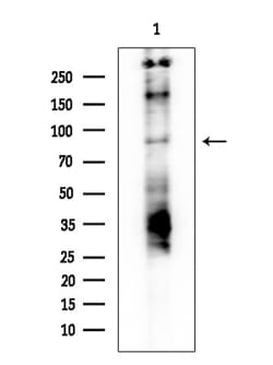 Invitrogen Phospho-GYS1 (Ser645) Polyclonal Antibody 100 &mu;L | Buy Online | Invitrogen&trade; | Fisher Scientific