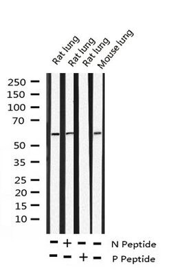 Invitrogen Phospho-Cyclin B1 (Ser126) Polyclonal Antibody 100 &mu;L; Unconjugated:Antibodies,