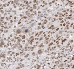 Invitrogen Phospho-Cyclin B1 (Ser147) Polyclonal Antibody 100 μL; Unconjugated:Antibodies,