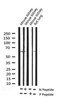 Invitrogen Phospho-Cyclin B1 (Ser147) Polyclonal Antibody 100 μL; Unconjugated:Antibodies,
