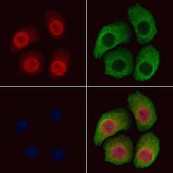 Invitrogen Phospho-B-RAF (Ser446) Polyclonal Antibody 100 μL; Unconjugated:Antibodies,