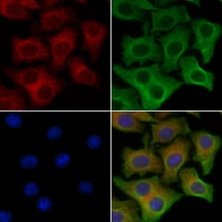 Invitrogen Phospho-Ezrin (Thr567) Polyclonal Antibody 100 &mu;L; Unconjugated:Antibodies,