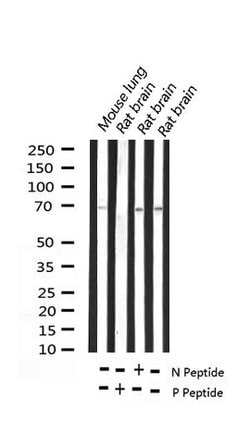 Invitrogen Phospho-Ezrin (Thr567) Polyclonal Antibody 100 &mu;L; Unconjugated:Antibodies,