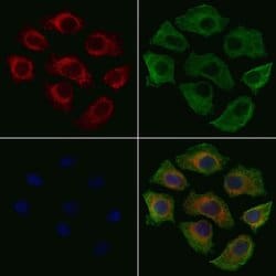 Invitrogen Phospho-Ezrin (Tyr354) Polyclonal Antibody 100 &mu;L; Unconjugated:Antibodies,