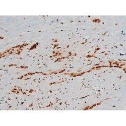 Invitrogen Phospho-Ezrin (Tyr354) Polyclonal Antibody 100 &mu;L; Unconjugated:Antibodies,