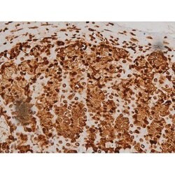 Invitrogen Phospho-Ezrin (Tyr354) Polyclonal Antibody 100 &mu;L; Unconjugated:Antibodies,