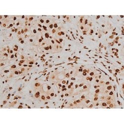Invitrogen Phospho-Ezrin (Tyr354) Polyclonal Antibody 100 &mu;L; Unconjugated:Antibodies,