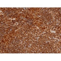 Invitrogen Phospho-Ezrin (Tyr354) Polyclonal Antibody 100 &mu;L; Unconjugated:Antibodies,