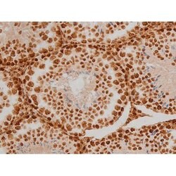 Invitrogen Phospho-Ezrin (Tyr354) Polyclonal Antibody 100 &mu;L; Unconjugated:Antibodies,