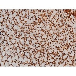 Invitrogen Phospho-Ezrin (Tyr354) Polyclonal Antibody 100 &mu;L; Unconjugated:Antibodies,