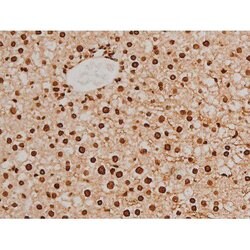 Invitrogen Phospho-Ezrin (Tyr354) Polyclonal Antibody 100 &mu;L; Unconjugated:Antibodies,