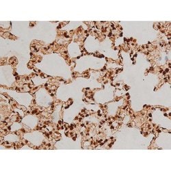 Invitrogen Phospho-Ezrin (Tyr354) Polyclonal Antibody 100 &mu;L; Unconjugated:Antibodies,