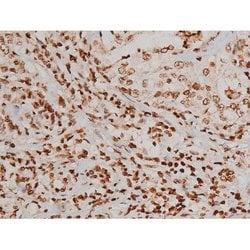Invitrogen Phospho-Ezrin (Tyr354) Polyclonal Antibody 100 &mu;L; Unconjugated:Antibodies,