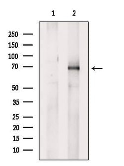 Invitrogen Phospho-Ezrin (Tyr354) Polyclonal Antibody 100 &mu;L; Unconjugated:Antibodies,