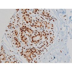 Invitrogen Phospho-Ezrin (Tyr478) Polyclonal Antibody 100 &mu;L; Unconjugated:Antibodies,
