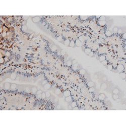 Invitrogen Phospho-Ezrin (Tyr478) Polyclonal Antibody 100 &mu;L; Unconjugated:Antibodies,