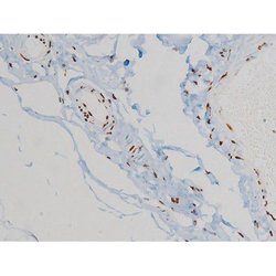 Invitrogen Phospho-Ezrin (Tyr478) Polyclonal Antibody 100 &mu;L; Unconjugated:Antibodies,