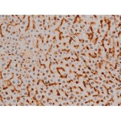 Invitrogen Phospho-Ezrin (Tyr478) Polyclonal Antibody 100 &mu;L; Unconjugated:Antibodies,