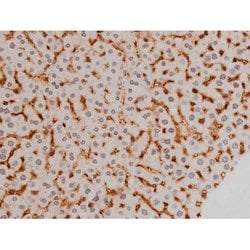 Invitrogen Phospho-Ezrin (Tyr478) Polyclonal Antibody 100 &mu;L; Unconjugated:Antibodies,