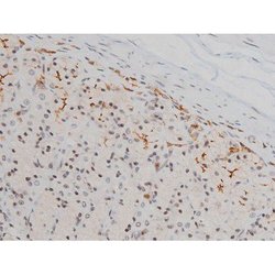 Invitrogen Phospho-Ezrin (Tyr478) Polyclonal Antibody 100 &mu;L; Unconjugated:Antibodies,