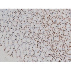 Invitrogen Phospho-Ezrin (Tyr478) Polyclonal Antibody 100 &mu;L; Unconjugated:Antibodies,